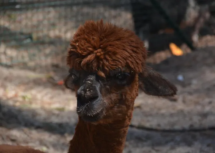 Camping Lou Pignada ***** Campeggio Messanges (Landes)