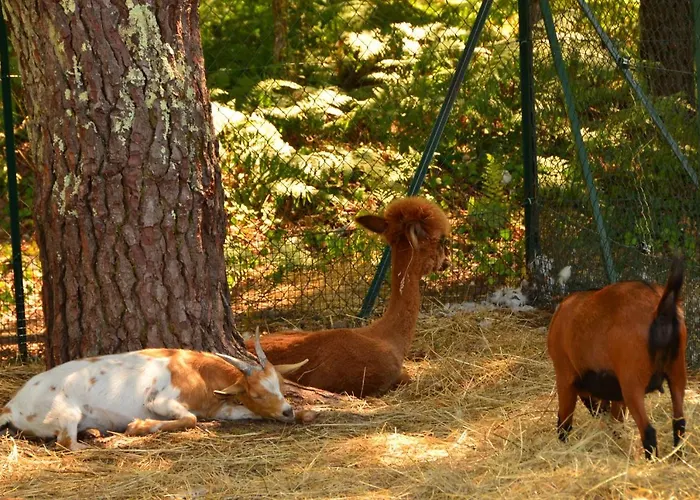 Campeggio Camping Lou Pignada ***** 5*