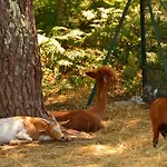 אתר קמפינג Camping Lou Pignada ***** 5*