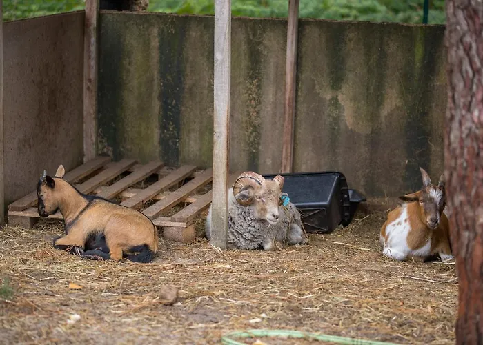 Camping Camping Lou Pignada ***** 5*